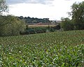Maize crop by the River Wye - geograph.org.uk - 558206.jpg