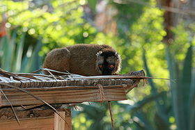 La mayotte