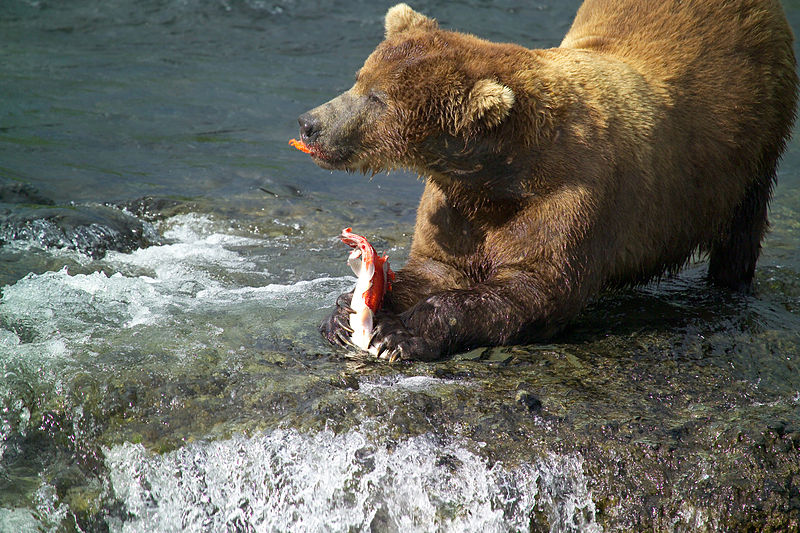 File:Male brown bear eating fat rich salmon skin.jpg