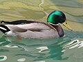 Mallard