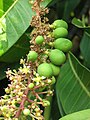 Flowers and immature fruits on an 'Alphonso' tree