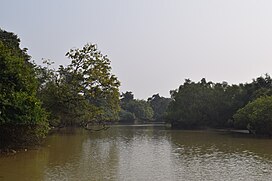 Mangroveforest5.jpg