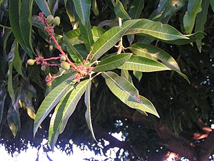 Manguifera indica follaje y frutos.jpeg