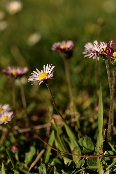 File:Margaritas - Parque del Oeste - Madrid 02.jpg