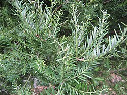 P. taxifolia («Matai»)