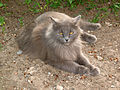 * Nomination Cat of May. --Vizu 12:24, 30 September 2010 (UTC) Comment Low contrast. Categorization not precise enough. (See rules on category page for cats.) Description insufficient. (At least the English one. I cannot review the Russian one.)--Johannes Robalotoff 16:42, 30 September 2010 (UTC) :* Done categorization, description. --Vizu 16:53, 30 September 2010 (UTC)  Comment OK, after solving the description issue there remains the contrast problem (most likely caused by your flash). Contrast should be easy to improve by simple blackpoint adjustment. --Johannes Robalotoff 18:29, 30 September 2010 (UTC)  Done I improve contrast. --Butko 18:03, 1 October 2010 (UTC)  Done сategorization:Siberian male cat. --Vizu 16:11, 2 October 2010 (UTC) * Promotion OK. --Johannes Robalotoff 17:07, 5 October 2010 (UTC)