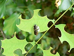 Люцерновая пчела-листорез (Megachile rotundata)