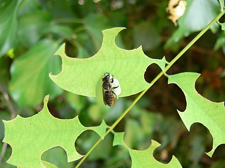 A leafcutting bee, Megachile rotundata, cutting circles from acacia leaves