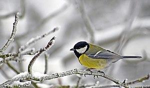 Effects of anthropophony on auditory communication are well studied in the great tit. Meise 900.jpg