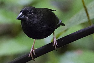 Saint Lucia Black Finch