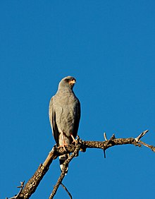 Dark chanting goshawk Melierax metabates -Kapama Game Reserve, South Africa-8.jpg
