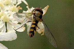 Hane av arten kragflickblomfluga (M. auricollis)