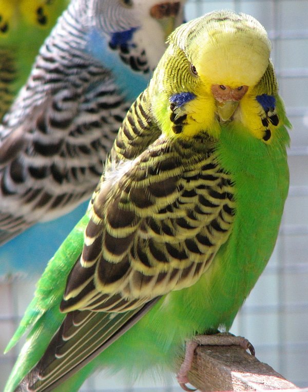 The budgerigar gets its yellow color from a psittacofulvin pigment and its green color from a combination of the same yellow pigment and blue structur