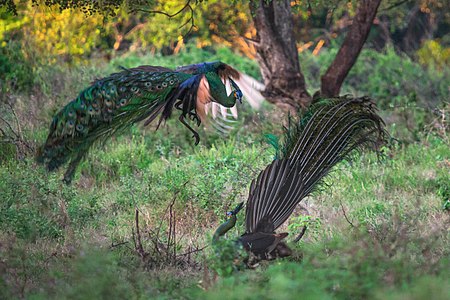 Peacock fight Photograph⧼colon⧽ Candra Firmansyah