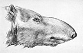 Restorative portrait of the Oligocene-Miocene oreodont mammal Merycochoerus Merycochoerus proprius.jpg