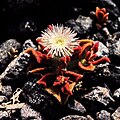 Mesembryanthemum crystallinum 1983-2.JPG