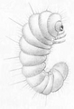 Mesocoelopus niger