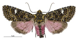 <i>Meterana meyricci</i> Species of moth