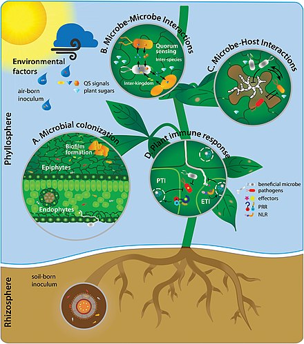 Microbial colonization of the phyllosphere and rhizosphere
Microbial colonisation occurs both in the above-ground part of the plant (phyllosphere), as well as the below-ground part (rhizosphere). (A) The microbial colonisation on the leaf takes place on the leaf surface (epiphytes) from air-borne and soil-borne inocula and the inner leaf part (endophytes). Microbial colonisation can lead to exogenous intraspecies biofilm formation on the leaf surface. (B) Microbe-microbe interactions occur between interspecies and interkingdoms, referred to as quorum sensing. Quorum-sensing molecules impacting microbial recognition and biofilm formation on leaves. (C) Pathogenic microbes colonize host plants by means of their virulence. The genetic make-up of both the host and pathogen contributes to disease progression. However, other microbes in the host phyllosphere can influence this plant-pathogen interaction by either facilitation or antagonism. (D) Plant immune responses are of specific interest as host-microbe interactions shaping the phyllosphere microbiome. Non-host-adapted pathogens are involved in PAMP-triggered immunity (PTI) and recognised via pattern recognition receptors (PRRs). Host-adapted microbes are recognised via nucleotide-binding leucine-rich repeat receptors (NLRs), summarised in effector-triggered immunity (ETI). Microbial colonization of the phyllosphere and rhizosphere.jpg