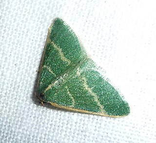 <i>Microloxia herbaria</i> Species of moth