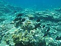 Korallenriff vor der Insel