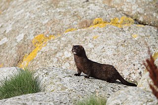 Mink Mammal