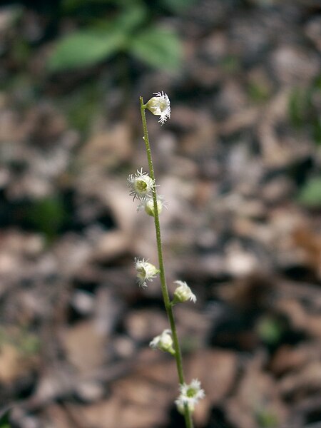 Mitella diphylla