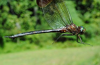 Mocha emerald, Somatochlora linearis Mocha Emerald.jpg