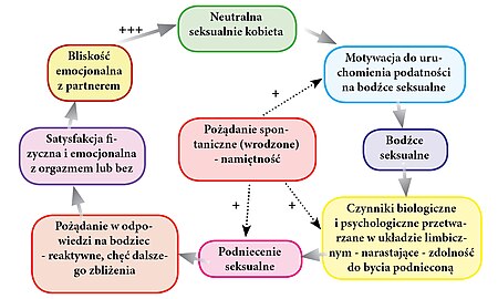 Stosunek Płciowy: Psychofizjologia stosunku seksualnego, Stosunek płciowy a homoseksualizm, Inne formy współżycia płciowego