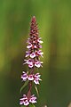 * Nomination Marsh woundwort (Stachys palustris) in National Park De Alde Feanen, Location It Wikelslân. Famberhorst 15:21, 25 June 2014 (UTC) * Promotion Good quality. --Bgag 15:46, 25 June 2014 (UTC)