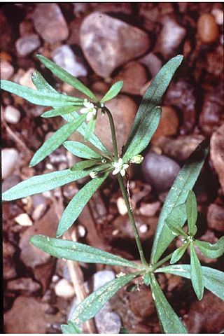 <span class="mw-page-title-main">Molluginaceae</span> Family of flowering plants