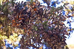 Una branca cubèrta de parpalhons monarcas.