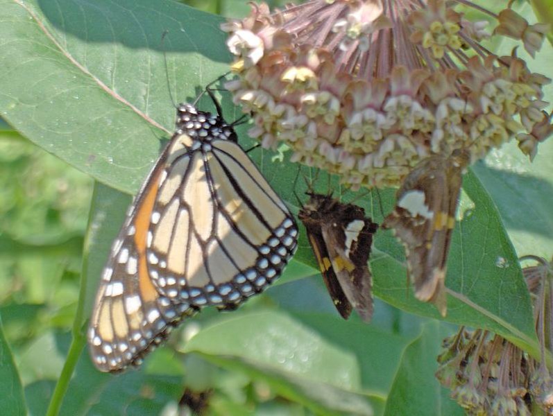 File:Monarch & Silver Spotted Skippers on Milkweed.jpg