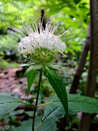 <i>Monarda clinopodia</i> Species of flowering plant