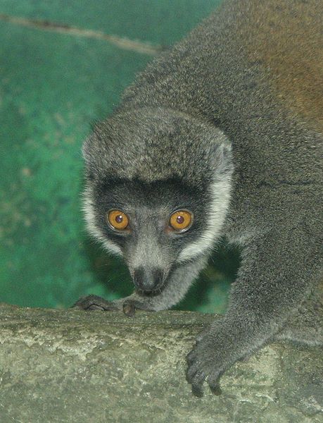 File:Mongoose Lemur 001.jpg