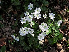 Hepatica nobilis