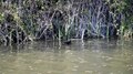 File:Moorhen on a canal in the UK.webm
