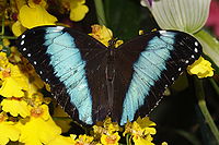 Morpho sp.