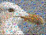 Exemplifying Differentiation and System Theory, this photographic mosaic may be perceived as a whole/system (a gull) or as a less complex group of parts. Mosaicr seagull.jpg