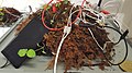 Motherplant installation v3-5.jpg