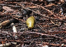 Banana slugs are common in Muir Woods Muir Woods Banana Snail.jpg