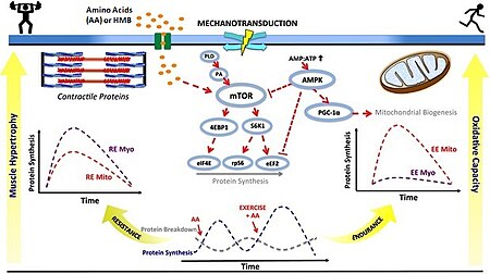 ไฟล์:Muscle_protein_synthesis_signaling_cascades.jpg