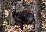 Miniatura para Moschus cupreus