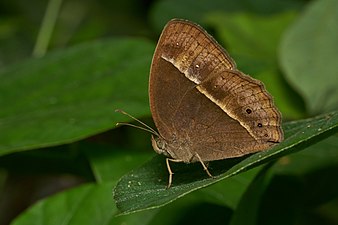 Mycalesis mineus (Dark-branded Bushbrown) dry-season-form