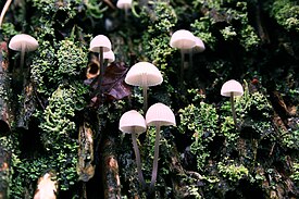 Mycena galopus var. candida