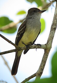 <span class="mw-page-title-main">Venezuelan flycatcher</span> Species of bird