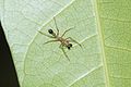 * Nomination Antmimicking spider (Myrmarachne) --Vengolis 02:15, 7 July 2017 (UTC) * Promotion Good quality. -- Johann Jaritz 02:23, 7 July 2017 (UTC)