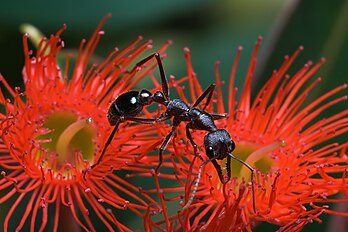 Une Myrmecia forficata se nourrissant du pollen d'une Corymbia ficifolia. (définition réelle 1 892 × 1 261)