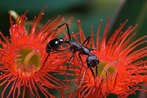 Mravec rodu Myrmecia