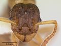 Myrmica quebecensis casent0103458 head 1.jpg